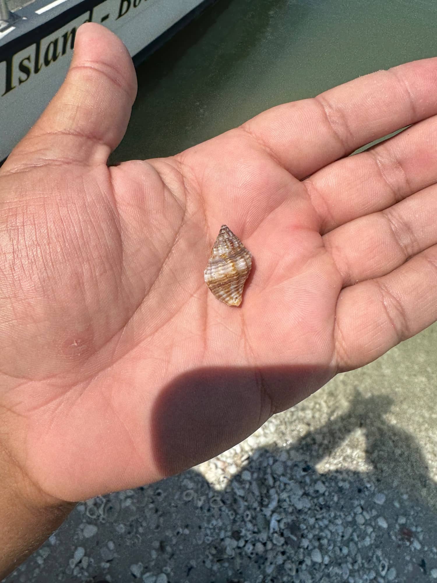 Shelling on Marco Island with Linesinmarco