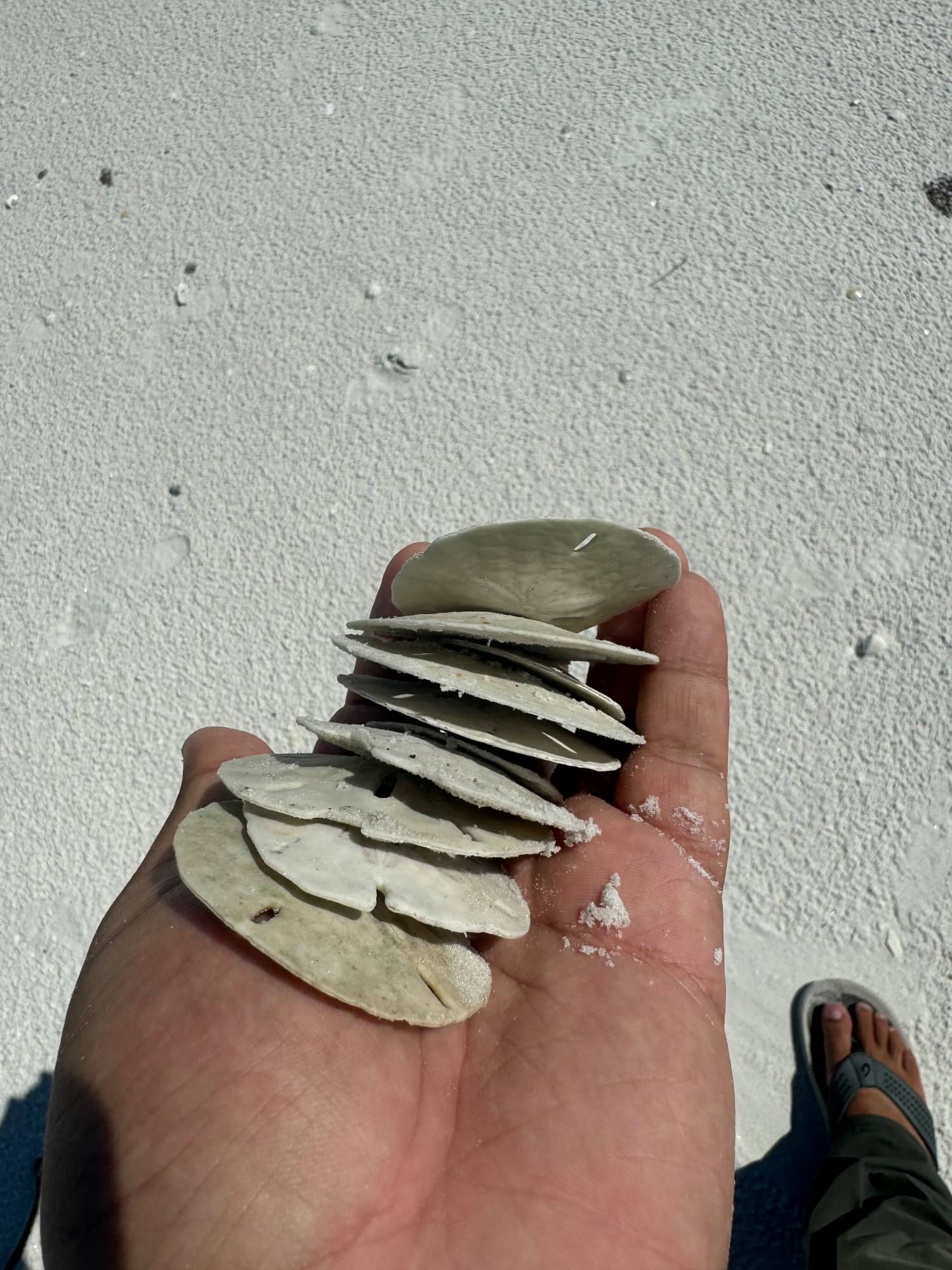 4 hr beach day, shelling on Marco Island with Linesinmarco