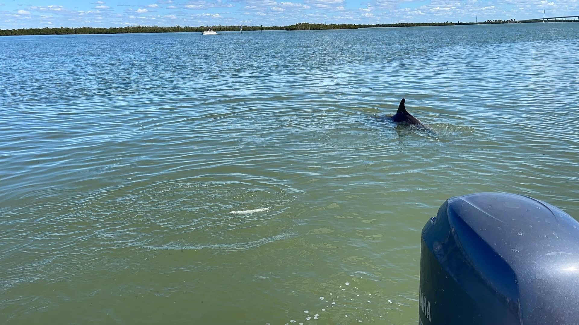 Marco Fishing Company charter on Marco Island (photo 17)