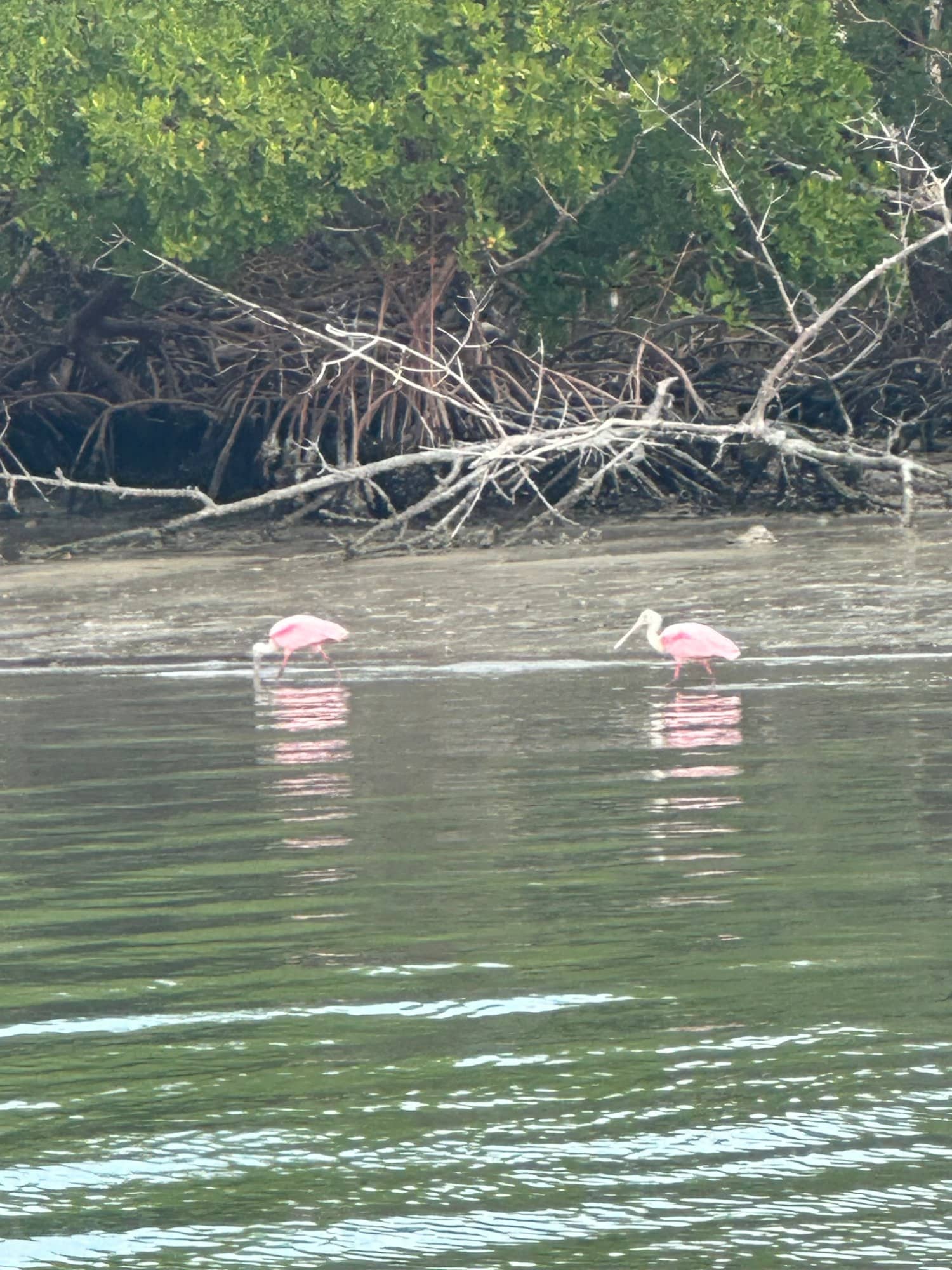 2-Hour Eco & Dolphin Tour, dolphin tour on Marco Island with Shotime Charters (photo 3)