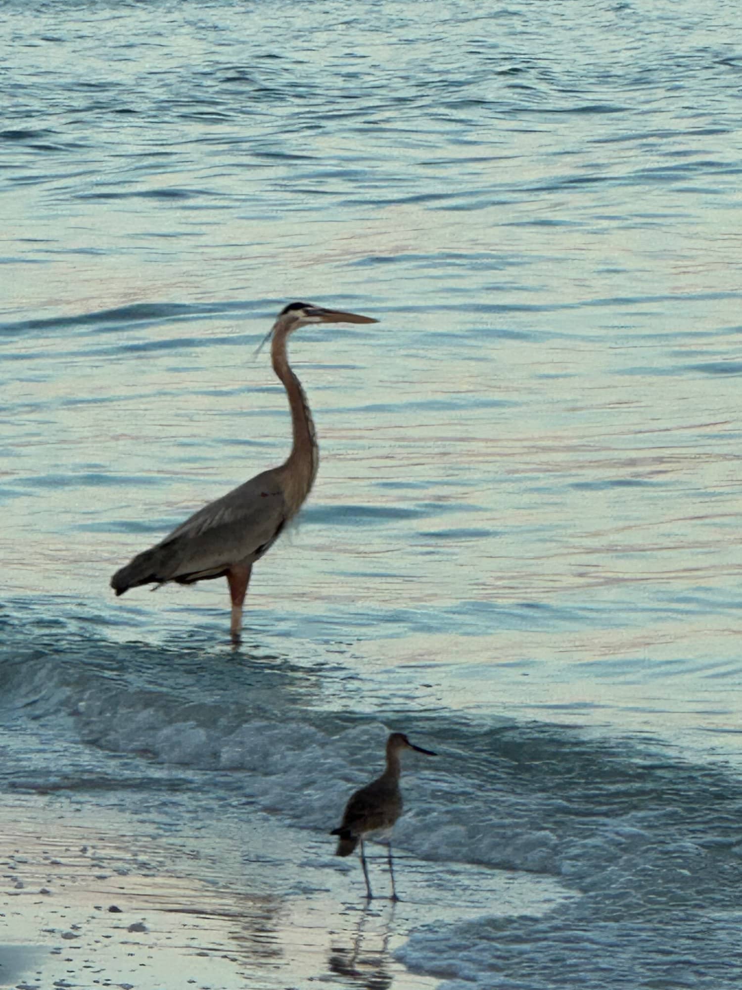 2-Hour Eco & Dolphin Tour, dolphin tour on Marco Island with Shotime Charters (photo 2)