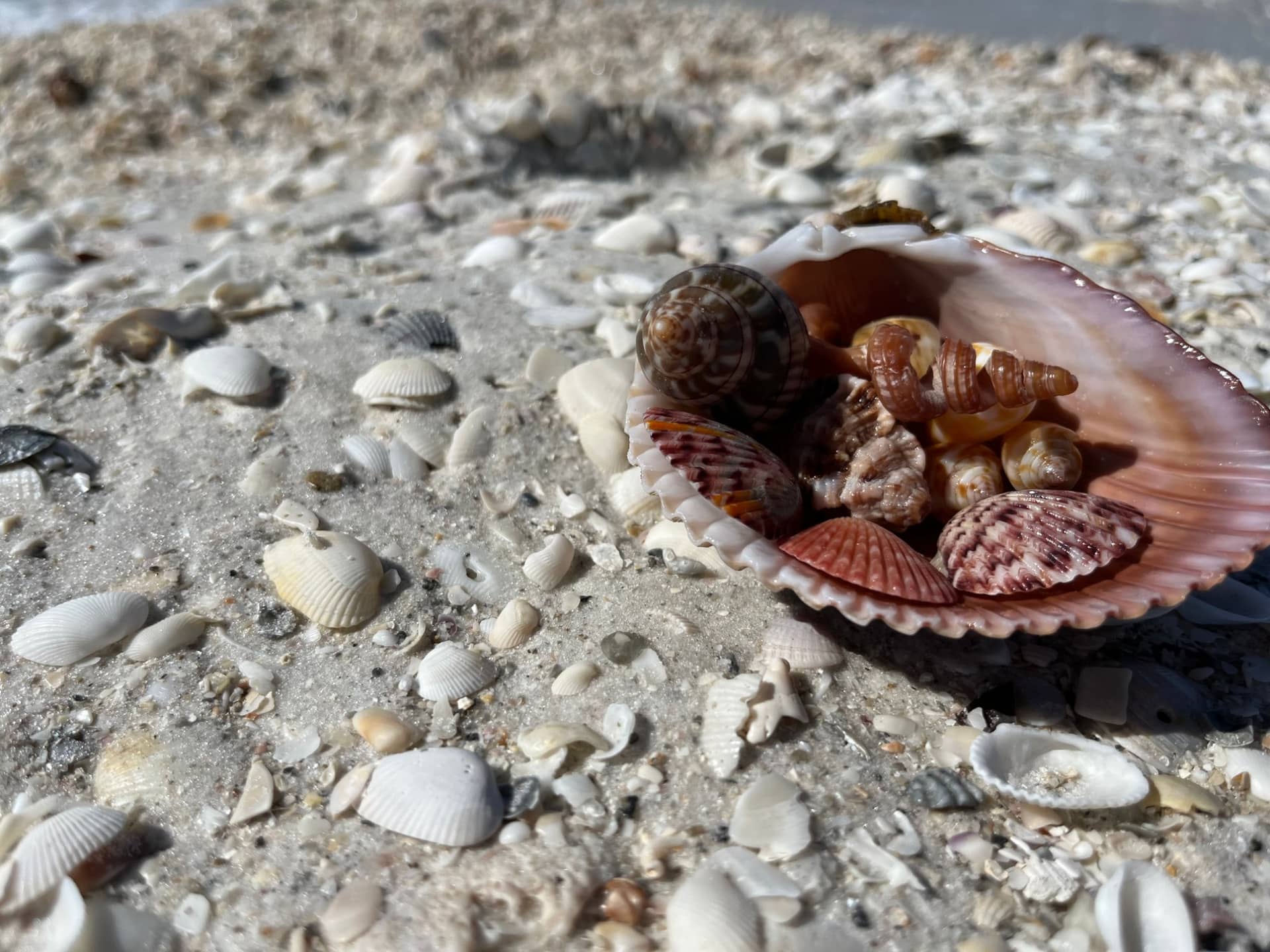 Ten Thousand Islands Private Shelling Tour, shelling on Marco Island with Shotime Charters (photo 2)