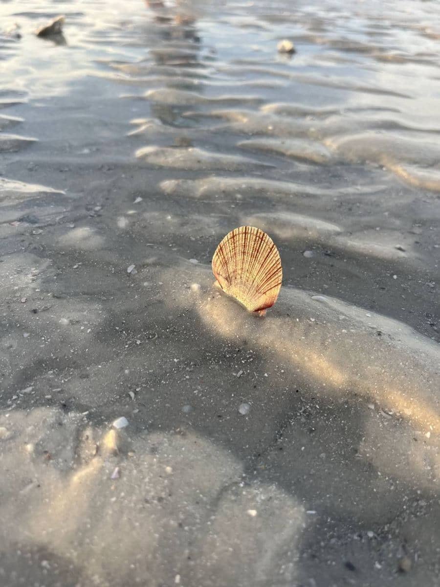 Ten Thousand Islands Private Shelling Tour, shelling on Marco Island with Shotime Charters (photo 3)